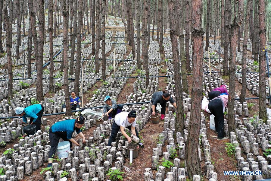 CHINA-GUIZHOU-JIANHE-AGRICULTURE-EDIBLE FUNGI (CN)