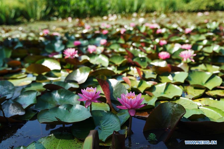 U.S.-WASHINGTON D.C.-SUMMER-GARDEN-SCENERY