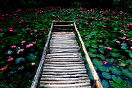 踱步花間，邂逅美麗
