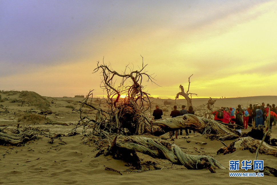 千年胡楊，不朽傳奇