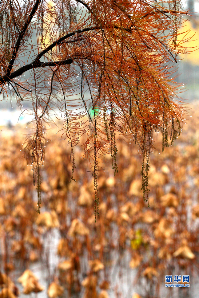 留得殘荷聽(tīng)雨聲