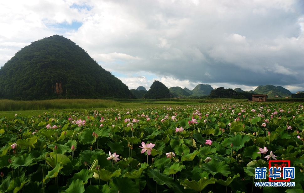 一生一世，萬畝荷花