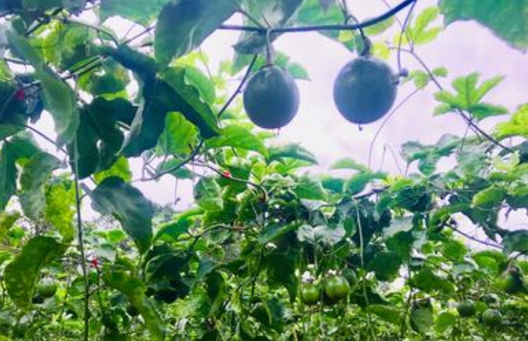 廣西數(shù)百萬貧困人口依托產(chǎn)業(yè)幫扶增收