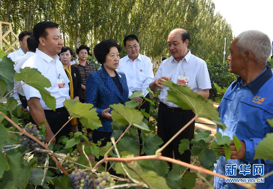 8月9日，中共中央政治局委員、中央統(tǒng)戰(zhàn)部部長、中央代表團(tuán)副團(tuán)長孫春蘭率中央代表團(tuán)三分團(tuán)，先后赴內(nèi)蒙古自治區(qū)烏海市、阿拉善盟看望各族干部群眾。這是孫春蘭在烏海市漢森酒業(yè)集團(tuán)的葡萄種植園了解葡萄種植情況。新華社記者 任軍川 攝