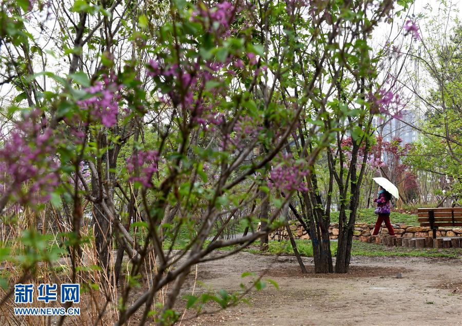 （在習(xí)近平新時代中國特色社會主義思想指引下——新時代新氣象新作為·新華全媒頭條·圖文互動）（4）最濃是這中國紅——北京市西城區(qū)弘揚(yáng)紅墻意識深化改革發(fā)展紀(jì)實