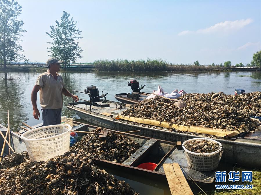 （新華視點(diǎn)·圖文互動(dòng)）（1）上游洪水來(lái)襲下游魚蟹死亡，泄洪為何變泄污？