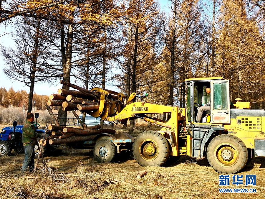 （新華全媒頭條·圖文互動）（7）那一抹綠色，走進越來越多人心里——河北塞罕壩續(xù)寫新時代綠色傳奇