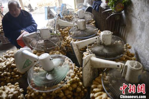 資料圖：山西太原蔬菜批發(fā)市場(chǎng)，姜販用多臺(tái)電風(fēng)扇風(fēng)干新鮮潮濕的生姜。<a target='_blank' ><p  align=