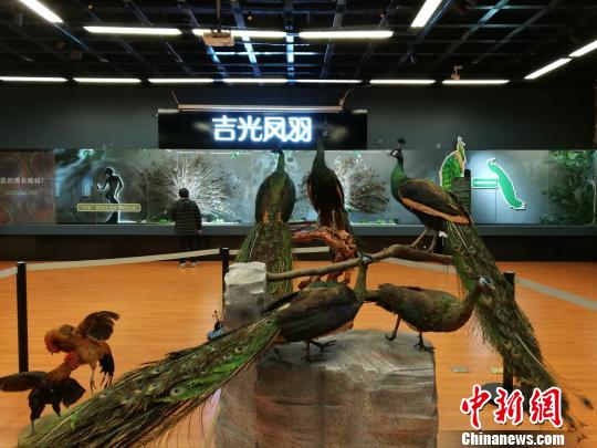 先有雞還是先有蛋？這個科普展覽有點(diǎn)“不一般”