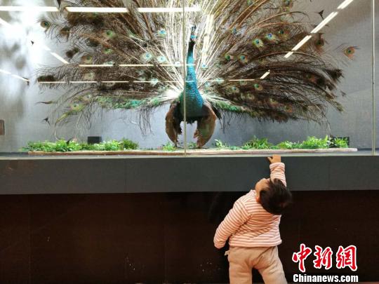 圖為展覽現(xiàn)場。　胡遠(yuǎn)航 攝