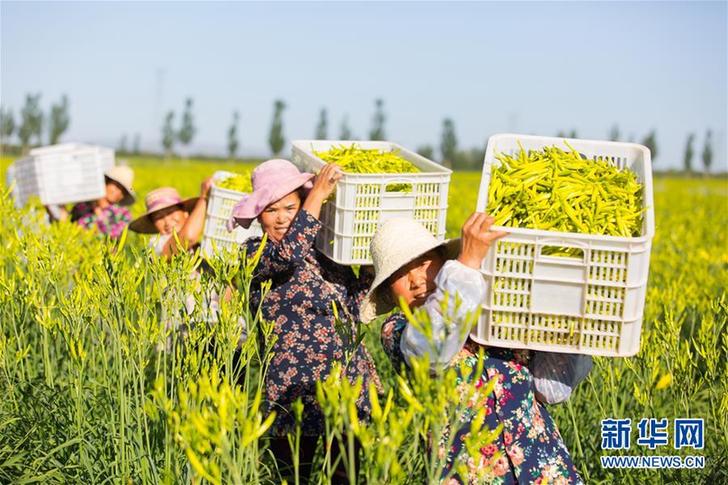 （在習(xí)近平新時(shí)代中國特色社會(huì)主義思想指引下——新時(shí)代新作為新篇章·鄉(xiāng)村振興戰(zhàn)略·圖文互動(dòng)）（1）一株忘憂草，萬家喜眉梢——山西省大同市云州區(qū)黃花產(chǎn)業(yè)扶貧觀察