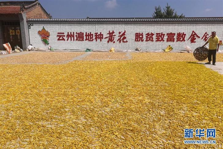 （在習(xí)近平新時(shí)代中國特色社會(huì)主義思想指引下——新時(shí)代新作為新篇章·鄉(xiāng)村振興戰(zhàn)略·圖文互動(dòng)）（2）一株忘憂草，萬家喜眉梢——山西省大同市云州區(qū)黃花產(chǎn)業(yè)扶貧觀察