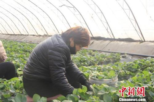正值隆冬時(shí)節(jié)，山西省長治市長子縣天寒地凍，最低氣溫已有零下十幾度，當(dāng)?shù)氐氖卟舜笈飪?nèi)卻“春意盎然”、生機(jī)勃勃?！⊥蹙S寧 攝