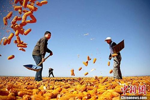 資料圖。農(nóng)民揮動鐵锨晾曬玉米，使得滿地盡帶“黃金甲”，成為一道靚麗的風(fēng)景線。趙琳 攝
