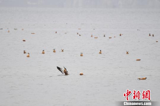 圖為在納帕海濕地棲息的候鳥?！⑷疥?攝