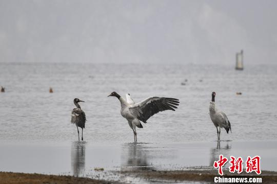 圖為在納帕海濕地棲息的黑頸鶴?！⑷疥?攝