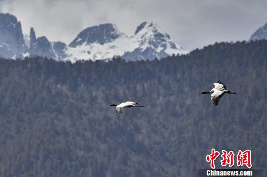 圖為在納帕海濕地上空飛翔的黑頸鶴?！⑷疥?攝