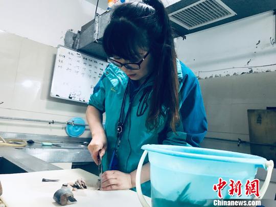 于雅麗在餌料操作間，準(zhǔn)備著動物們的食物。　艾慶龍 攝