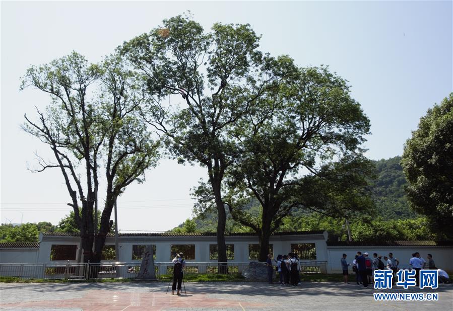 （壯麗70年·奮斗新時(shí)代——記者再走長(zhǎng)征路·圖文互動(dòng)）（6）“紅軍樹”下憶初心、守初心