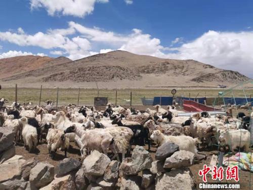 圖為羊群正從羊圈里出來。 謝藝觀 攝
