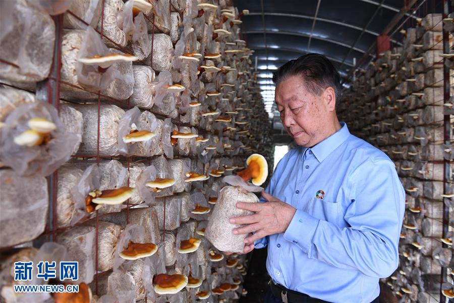（不忘初心、牢記使命·圖文互動(dòng)）（1）拳拳寸草心 濃濃報(bào)國(guó)情——記“菌草之父”林占熺