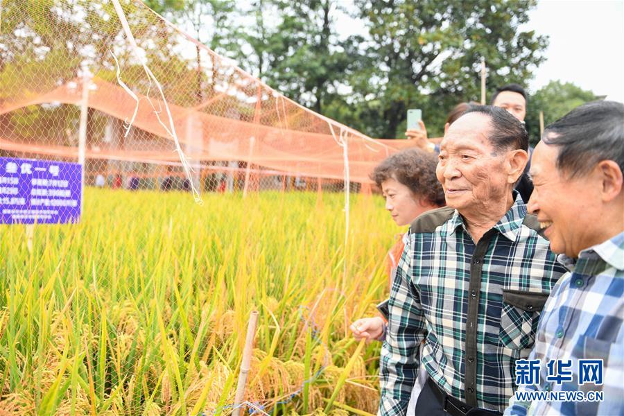 （圖文互動）（4）1046.3公斤！袁隆平第三代雜交水稻首次公開測產