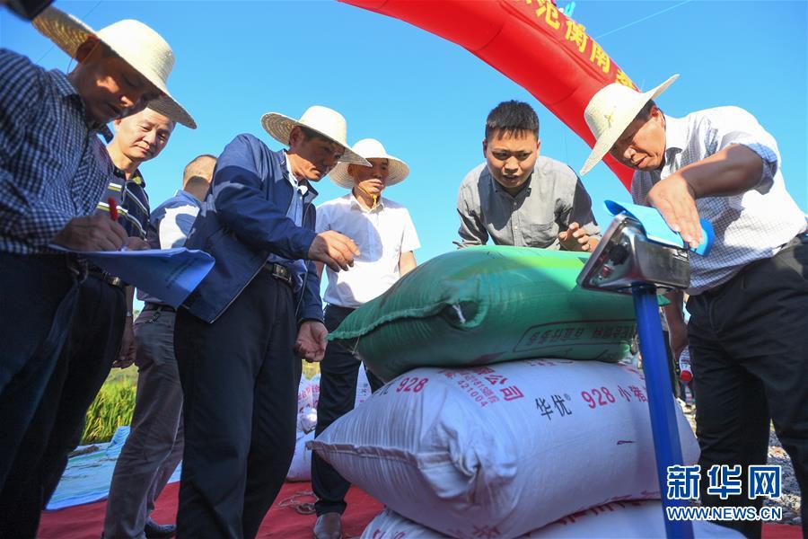 （圖文互動）（2）1046.3公斤！袁隆平第三代雜交水稻首次公開測產(chǎn)