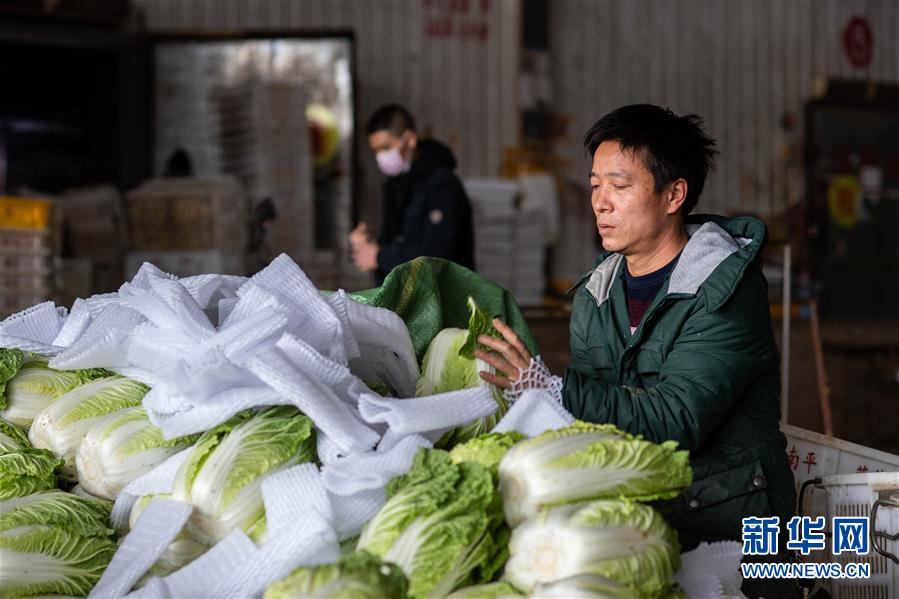 （抓好春耕備耕 穩(wěn)住農(nóng)業(yè)生產(chǎn)·圖文互動）（2）“栽種的是菜苗，收獲的是希望”——云南蔬菜集散地通?？h春耕見聞 
