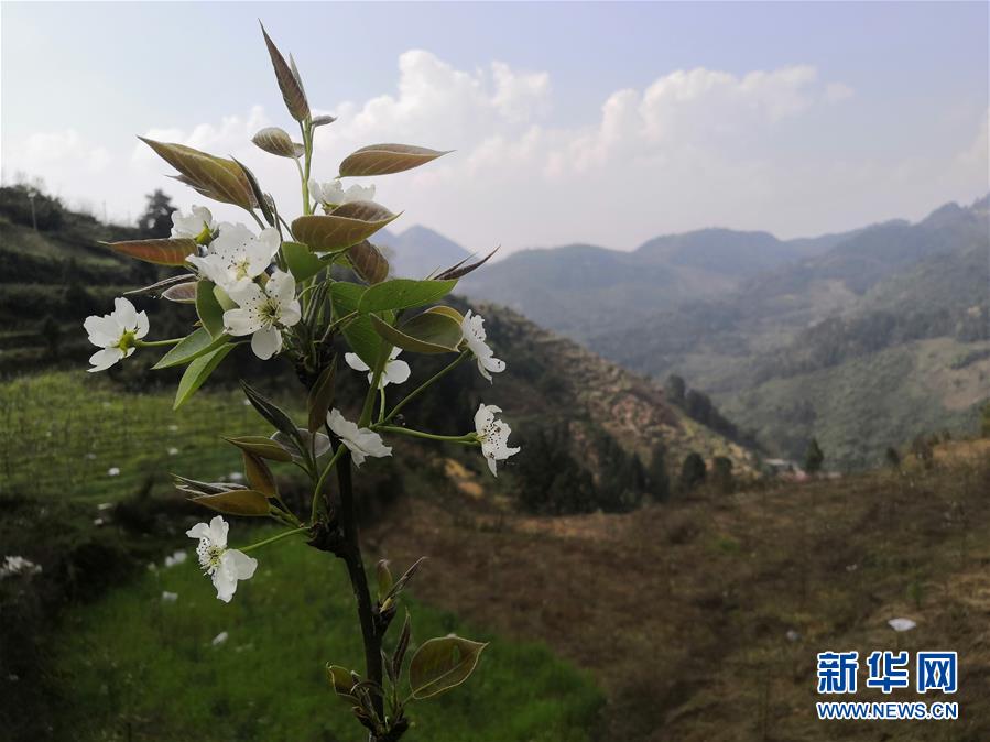（決戰(zhàn)決勝脫貧攻堅(jiān)·圖文互動(dòng)）（1）寄相思，償夙愿——5封清明“家書(shū)”里的決戰(zhàn)決勝信念