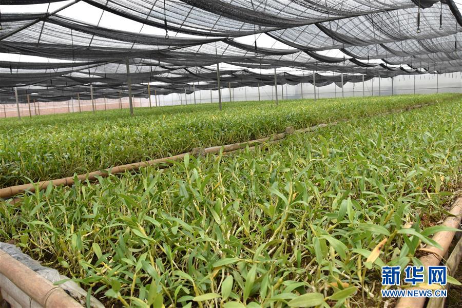 （決戰(zhàn)決勝脫貧攻堅·圖文互動）（1）這個脫貧縣的石頭為何比土金貴？