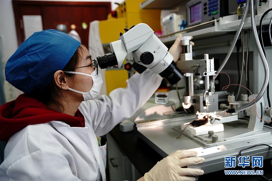 （圖文互動(dòng)）（2）攻擊行為如何被大腦控制？科學(xué)家在小鼠大腦中發(fā)現(xiàn)“調(diào)節(jié)開關(guān)”