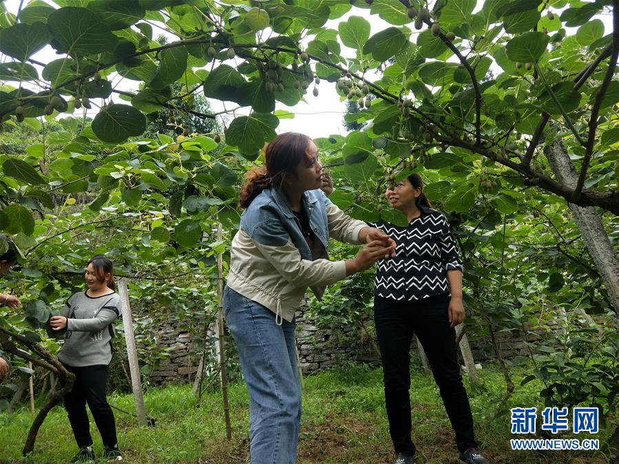 （新華全媒頭條·圖文互動(dòng)）（10）初夏，循著總書記的腳步探訪產(chǎn)業(yè)扶貧新事