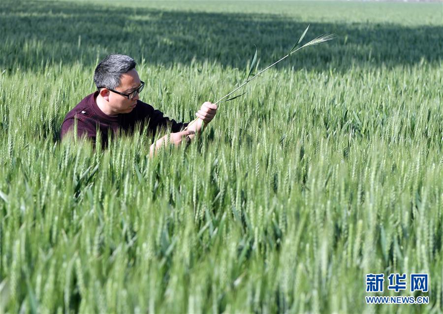 （在習(xí)近平新時(shí)代中國特色社會(huì)主義思想指引下——新時(shí)代新作為新篇章·習(xí)近平總書記關(guān)切事·圖文互動(dòng)）（5）新農(nóng)事、新希望——夏收前田間新動(dòng)態(tài)掃描