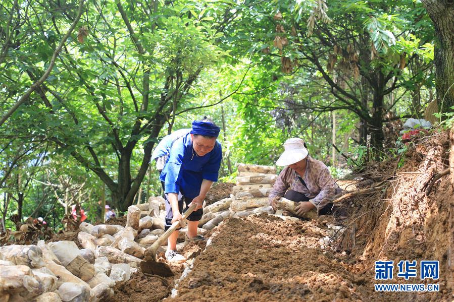 (決戰(zhàn)決勝脫貧攻堅(jiān)·圖文互動)(3)問林下要地 助“新市民”就業(yè)增收