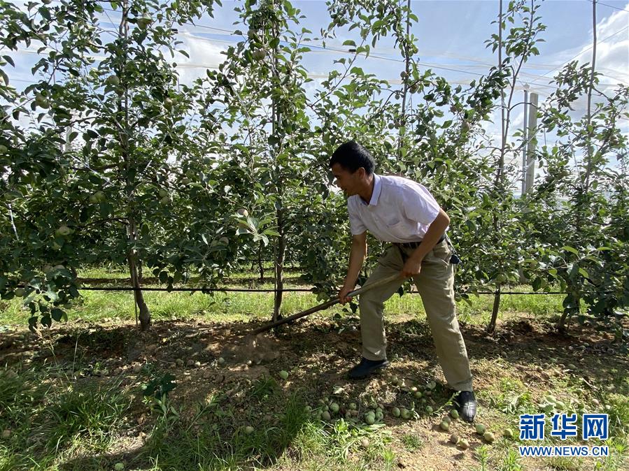 （決戰(zhàn)決勝脫貧攻堅·圖文互動）（1）高原紅了，日子好了——貴州海拔最高縣發(fā)展蘋果產(chǎn)業(yè)見聞