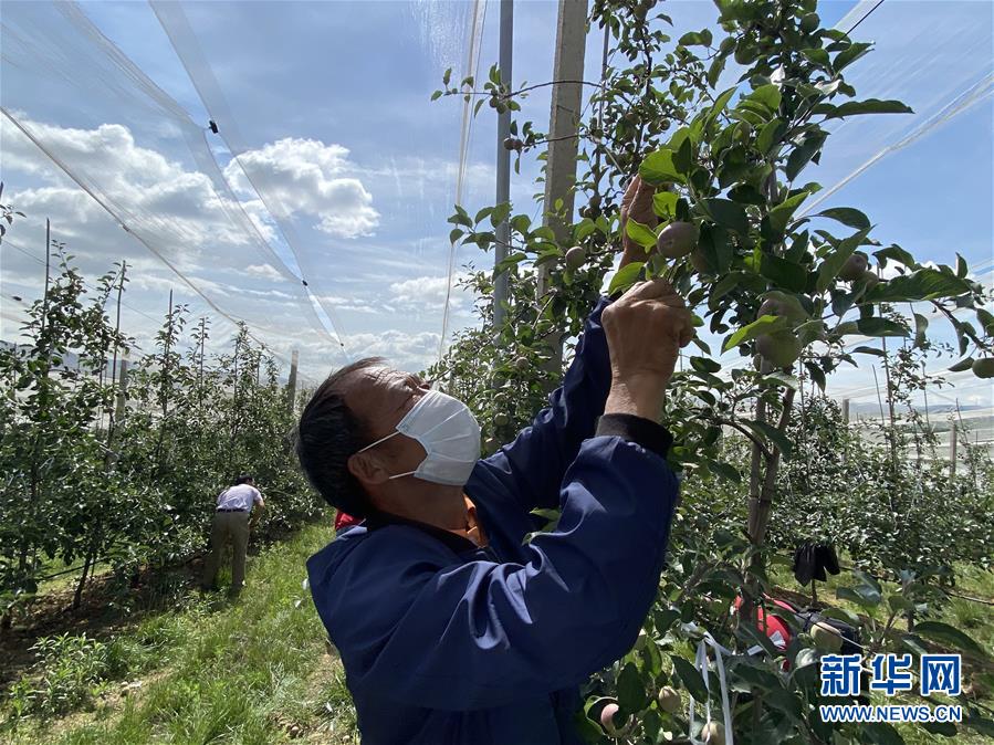 （決戰(zhàn)決勝脫貧攻堅·圖文互動）（2）高原紅了，日子好了——貴州海拔最高縣發(fā)展蘋果產(chǎn)業(yè)見聞