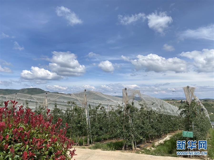 （決戰(zhàn)決勝脫貧攻堅·圖文互動）（3）高原紅了，日子好了——貴州海拔最高縣發(fā)展蘋果產(chǎn)業(yè)見聞