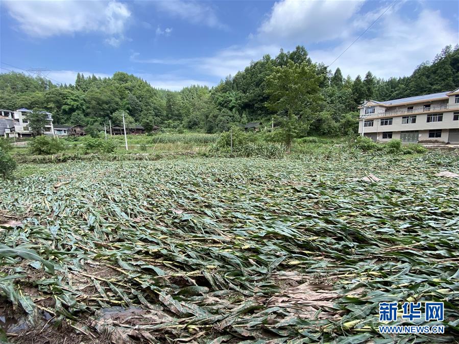 （防汛抗洪·圖文互動(dòng)）（4）山洪襲來(lái)前，澧水河畔大轉(zhuǎn)移