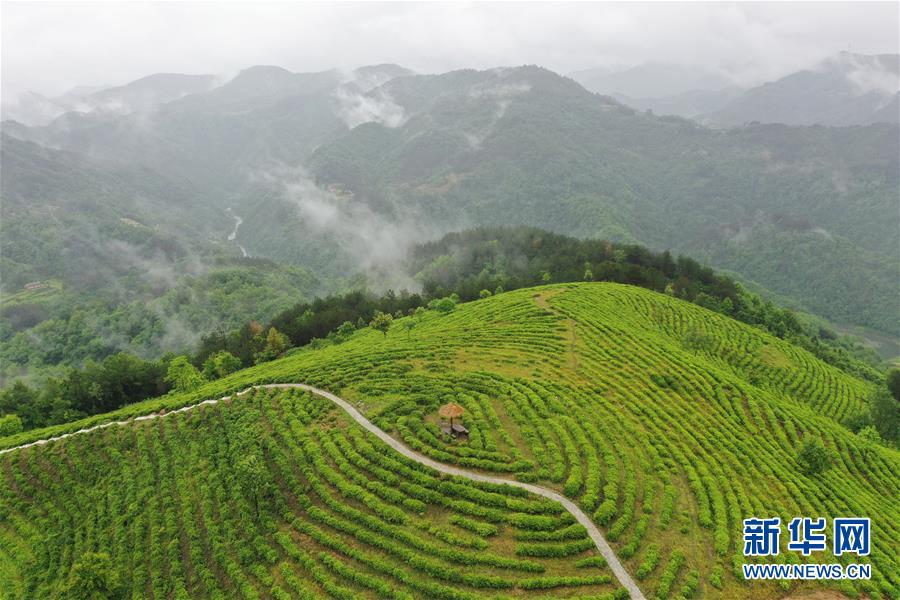 （走向我們的小康生活·圖文互動）（8）綠了青山，紅了日子——秦巴山區(qū)群眾繪出小康“調(diào)色板”