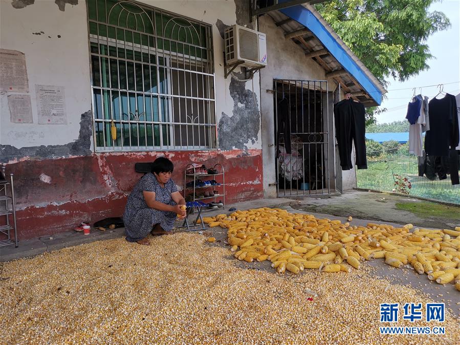 （新華視點(diǎn)·聚焦餐桌外的浪費(fèi)·圖文互動(dòng)）（3）農(nóng)戶儲(chǔ)糧損失達(dá)8%！設(shè)施普遍簡(jiǎn)陋，蟲害霉變堪憂