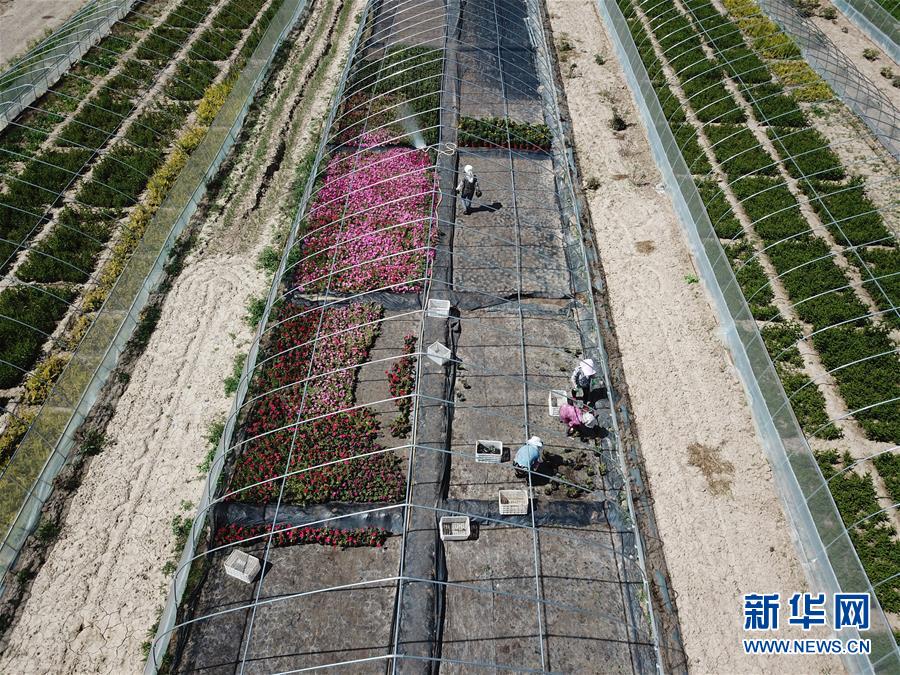 （新華全媒頭條·走向我們的小康生活·圖文互動(dòng)）（1）“苦甲”不再，“甘味”綿長(zhǎng)——脫貧攻堅(jiān)的甘肅味道