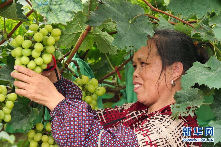 （決戰(zhàn)決勝脫貧攻堅(jiān)·圖文互動(dòng)）（2）同飲一江水 攜手“斬窮根”——深圳對(duì)口廣西河池、百色扶貧協(xié)作見聞