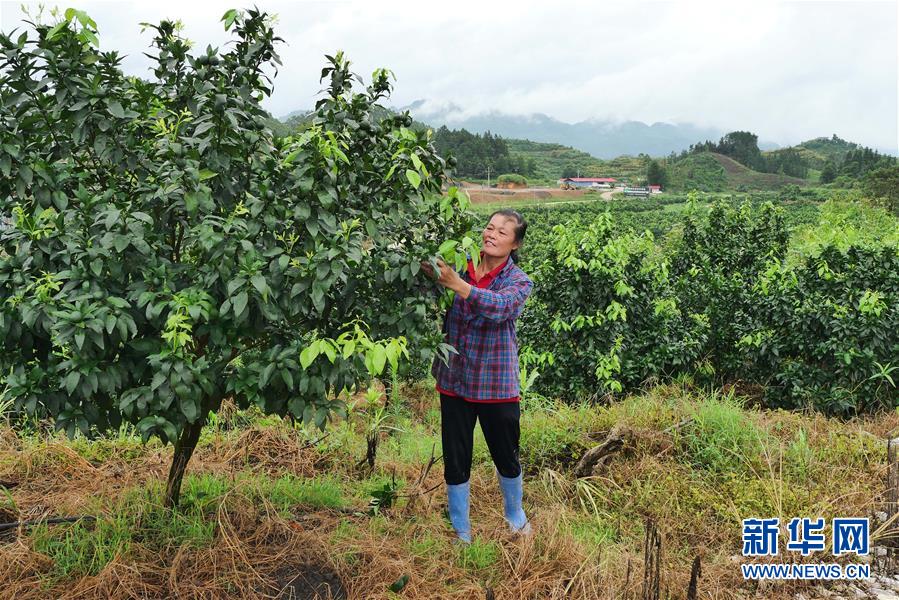 （決戰(zhàn)決勝脫貧攻堅(jiān)·圖文互動(dòng)）（10）同飲一江水 攜手“斬窮根”——深圳對(duì)口廣西河池、百色扶貧協(xié)作見聞