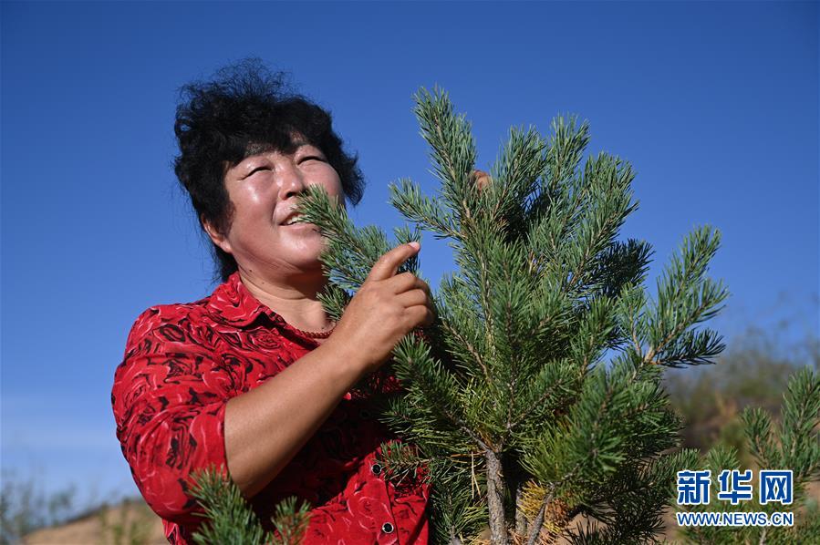（在習(xí)近平新時代中國特色社會主義思想指引下——新時代新作為新篇章·習(xí)近平總書記關(guān)切事·圖文互動）（5）綠意，在黃沙中鋪展——我國防沙治沙紀(jì)實