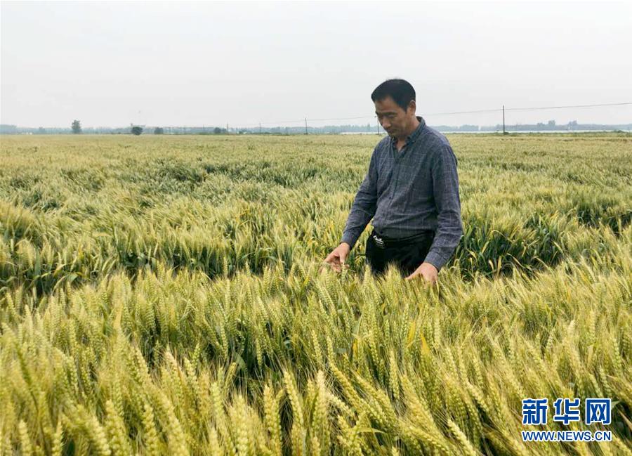 （在習(xí)近平新時代中國特色社會主義思想指引下——新時代新作為新篇章·習(xí)近平總書記關(guān)切事·圖文互動）（1）新農(nóng)事、新希望——夏收前田間新動態(tài)掃描