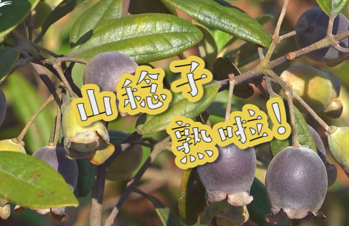 走向我們的小康生活丨山稔子熟啦！