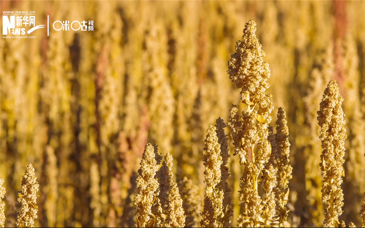 藜麥有極強(qiáng)的環(huán)境適應(yīng)能力和低成本、高回報(bào)的種植模式