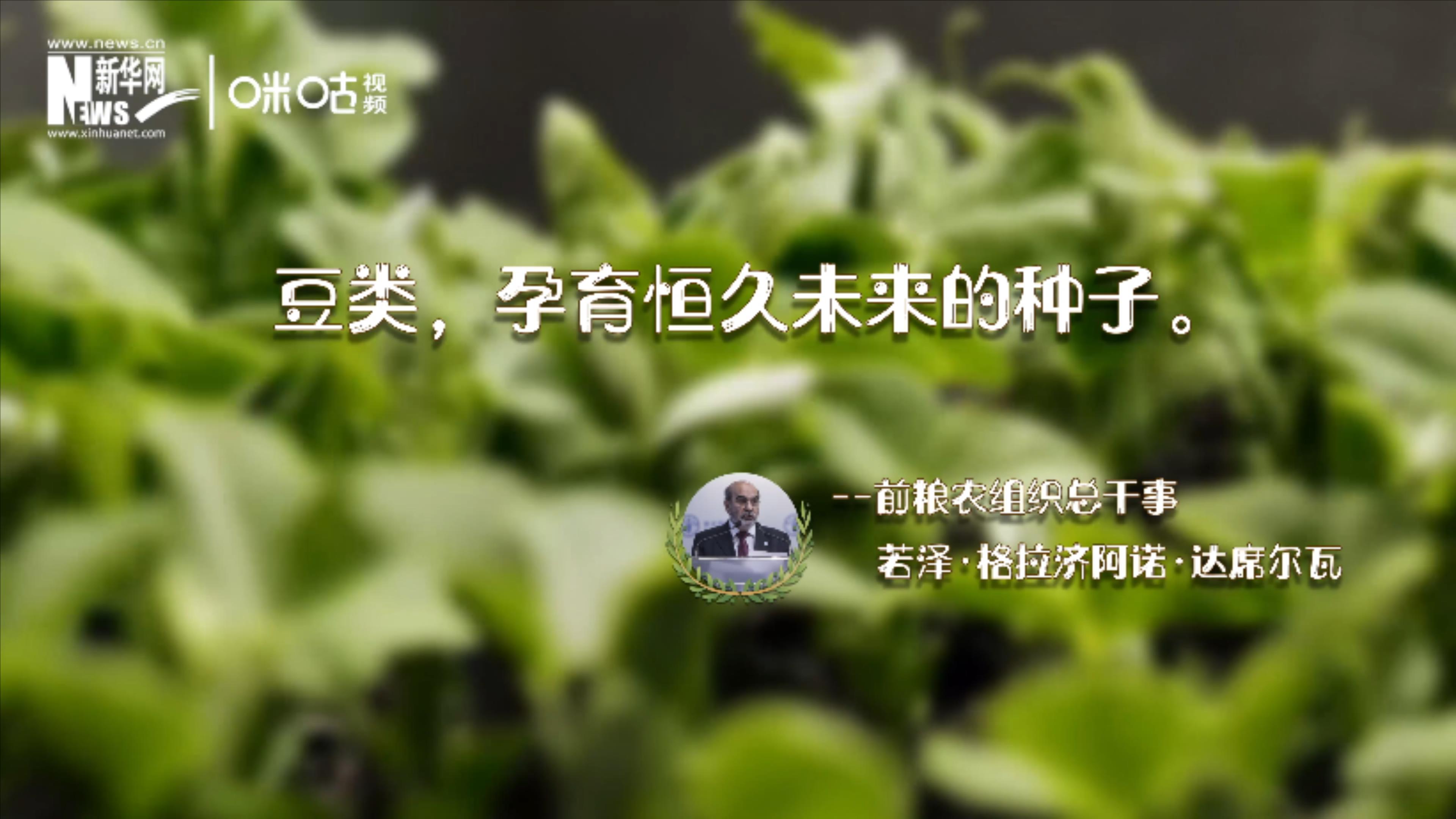 豆類，孕育恒久未來的種子