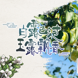 白露已過(guò)，玉露飄香