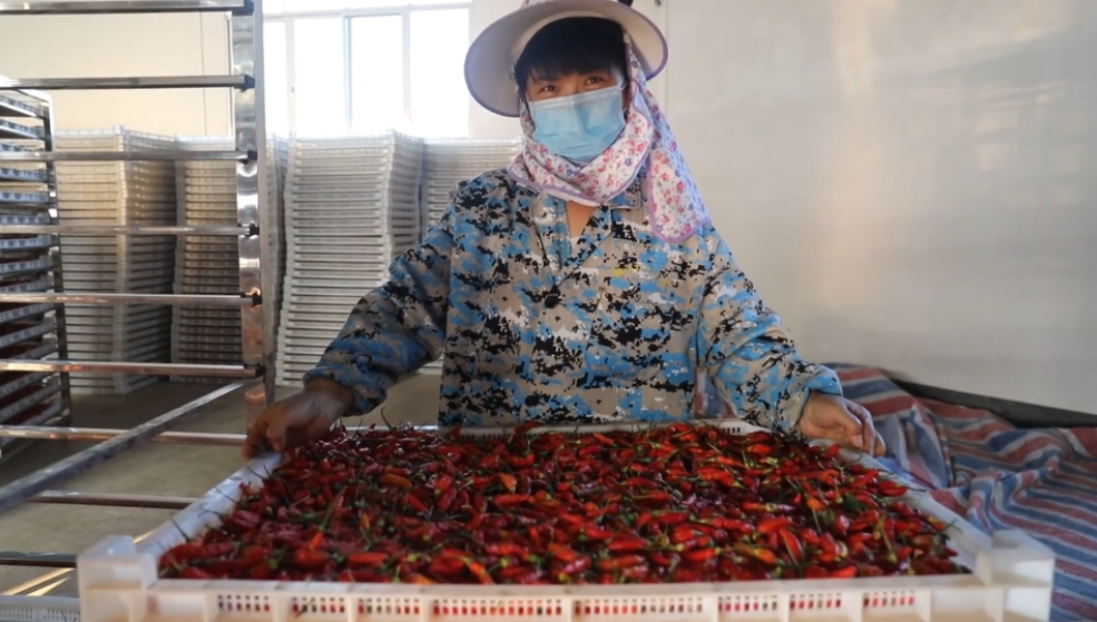 你怎么“辣”么好看！小辣椒映紅脫貧路